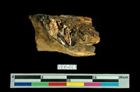 藏品(褐鐵礦)的圖片